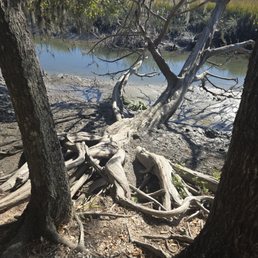 Salt marsh