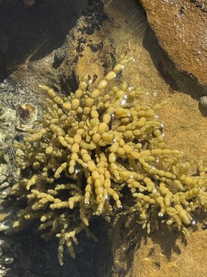 Bradleys Head Rd by null