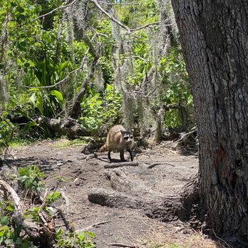 Airboat Adventures - Boat Tours Near Me - Lafitte, Louisiana
