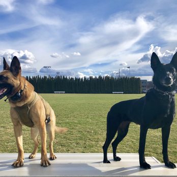 Pax Canine Training - Pet Training Near Me
