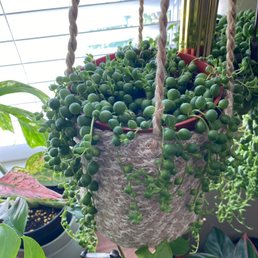 Variegated String of Pearls