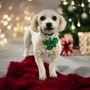 Photo of Millie's Pooch Parlor