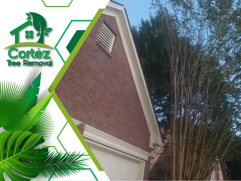 Slide of Cortez Tree Removal