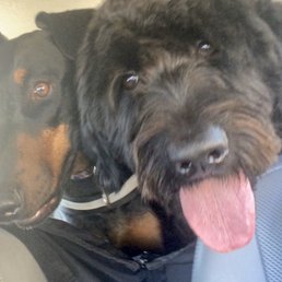 Both my girls on the car ride home after getting baths. Both my girls on the car ride home after getting baths.