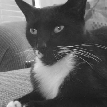 Mobile Veterinary Services - RIP sweet boy - Veterinarians Near Me - Fullerton, California Mobile Veterinary Services - RIP sweet boy - Veterinarians Near Me - Fullerton, California