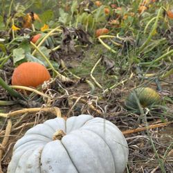 Krupski Farms - You Pick section