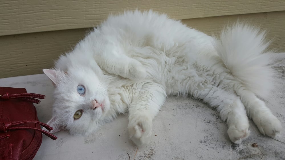 CROPPER VETERINARY SERVICE Updated May 2024 13 Photos 310 Newtown