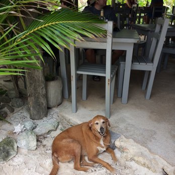 Maya Chan Beach - One of the Three mascot pups - Mexican Near Me - Majahual, ROO Maya Chan Beach - One of the Three mascot pups - Mexican Near Me - Majahual, ROO