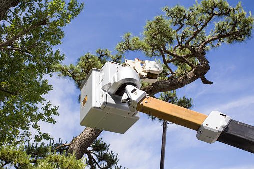 Sewell Brothers Tree Experts - tree service in Bartonville, IL
