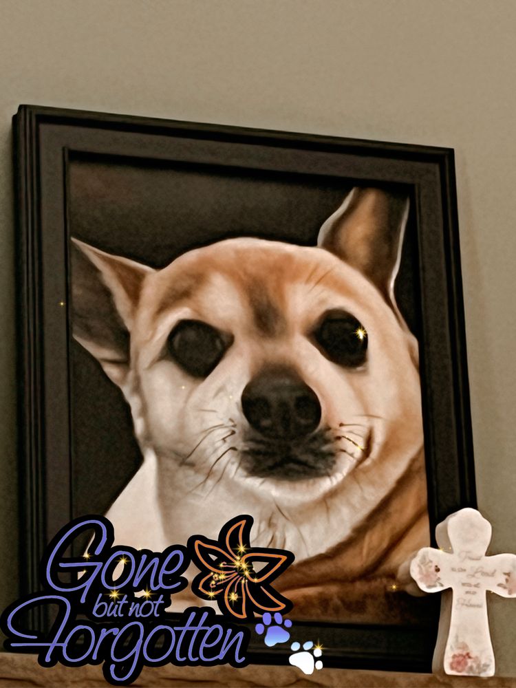 MOUNT LAUREL ANIMAL HOSPITAL 148 Photos & 203 Reviews 220 Mount