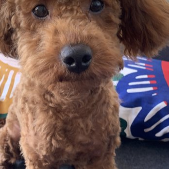 D'Pets Grooming - True miracle worker - Pet Groomers Near Me - Orlando, Florida