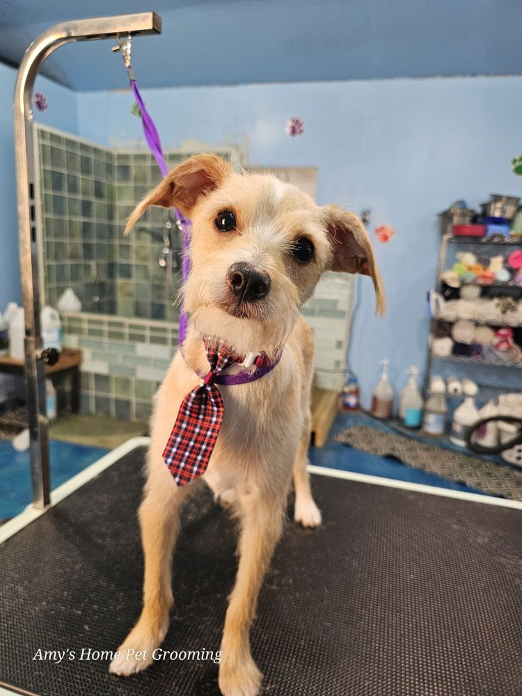 AMY’S HOME PET GROOMING AND BOARDING Updated August 2024 434