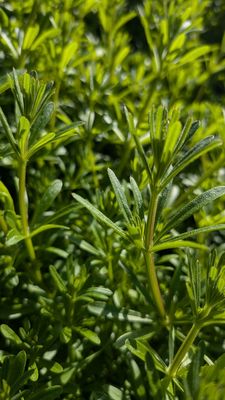 Japanese Friendship Garden by null