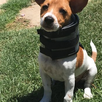 Critters without Litters - C Collar - Pet Services Near Me - Bakersfield, California Critters without Litters - C Collar - Pet Services Near Me - Bakersfield, California