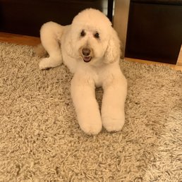 Santo groomed Santo groomed