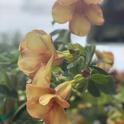 Nelson Family Farms - Hibiscus