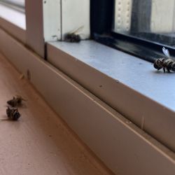 Dunkin' - Dead bees at the window table.