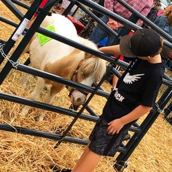 None Such Farm Market - Petting zoo