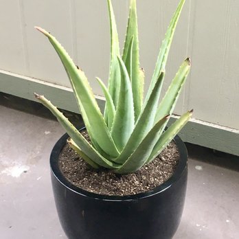 Dana Point Nursery - The beautiful Aloe Vera I brought home from Dana Point Nursery. Shout out to Brooke and Marissa for helping me find -The One-!! - Nurseries & Gardening Near Me - Dana Point, California Dana Point Nursery - The beautiful Aloe Vera I brought home from Dana Point Nursery. Shout out to Brooke and Marissa for helping me find -The One-!! - Nurseries & Gardening Near Me - Dana Point, California