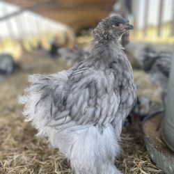 August Family Farm - Blue Cochin