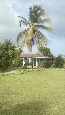 Blue Horizon Boutique Resort by null