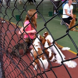 Urban Dog Training