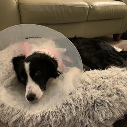 Ellie the border collie ready to recover from surgery Ellie the border collie ready to recover from surgery