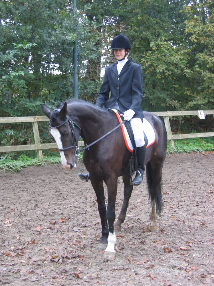 Three Fillies Farm - equestrian in Manchester, MI