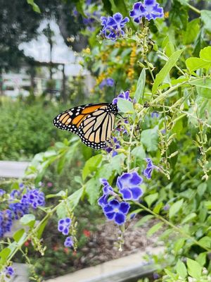 South Texas Botanical Gardens & Nature Center by null