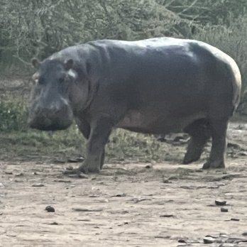 Guided Tanzania - Hippo - Travel Agents Near Me Guided Tanzania - Hippo - Travel Agents Near Me