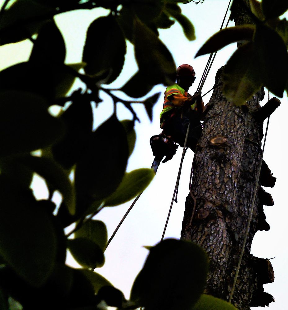 Agrifolia Tree Care - tree service in Marin, CA