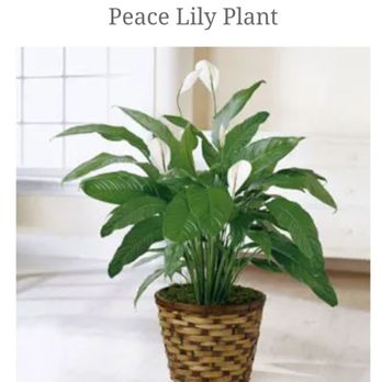 Ruth Messmer Florist - Florists Near Me - Fort Myers, Florida Ruth Messmer Florist - Florists Near Me - Fort Myers, Florida
