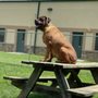 Photo of Cumberland Valley Animal Shelter