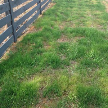Yard Works - Grass grown in clay soil, 3 weeks. - Landscaping Near Me - Moseley, Virginia
