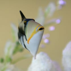 Orthodontic Excellence - Bubbles the fish