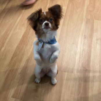 Z Dog Grooming - Pet Groomers Near Me - Las Vegas, Nevada Z Dog Grooming - Pet Groomers Near Me - Las Vegas, Nevada