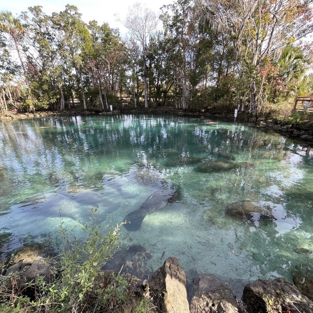 Three Sisters Springs - Tours Near Me - Crystal River, Florida Three Sisters Springs - Tours Near Me - Crystal River, Florida