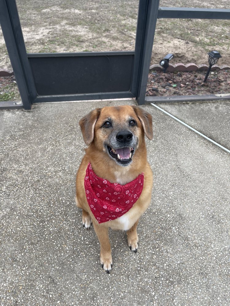 PET STYLERS Updated July 2024 12 Reviews 2211 Hwy 87, Navarre