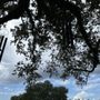 Photo of The Singing Oak