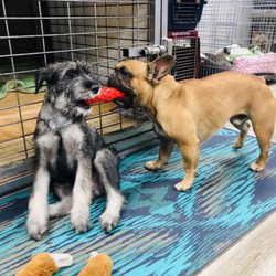 All Breed Doggie Daycare - Brutus and bob
