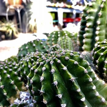 Cistus Nursery - Nurseries & Gardening Near Me - Portland, Oregon