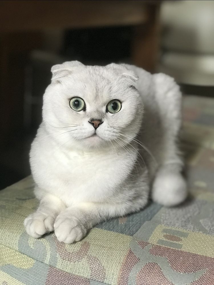 BROOKLYN HEIGHTS VETERINARY HOSPITAL Updated August 2024 22 Photos