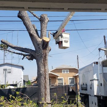 3D Tree Services, Inc. - Process of tree cut down - Tree Services Near Me