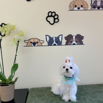 Chouchou-Pup Grooming - Pet Groomers Near Me Chouchou-Pup Grooming - Pet Groomers Near Me