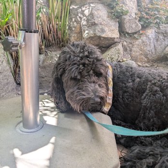 From Scratch Restaurant - Very relaxed full tummy puppy. - Breakfast & Brunch Near Me - Carmel, California From Scratch Restaurant - Very relaxed full tummy puppy. - Breakfast & Brunch Near Me - Carmel, California