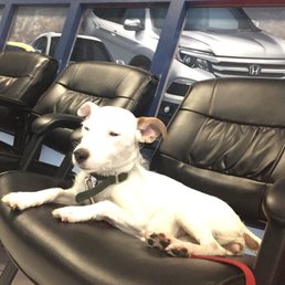 Sophie loved the seats & all the attention she got :)) Sophie loved the seats & all the attention she got :))