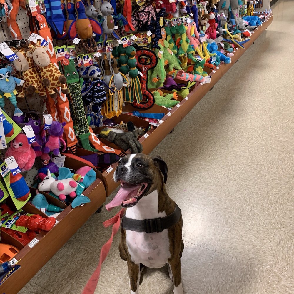 PetSmart - Toy aisle - Pet Training Near Me - Miami, Florida