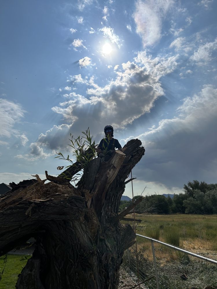 T-Man’s Tree’s - tree service in American Fork, UT
