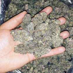 Canna Nation - Nerds strain