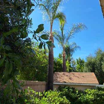 Elenes Tree Service - after 3 - Tree Services Near Me - Rialto, California Elenes Tree Service - after 3 - Tree Services Near Me - Rialto, California